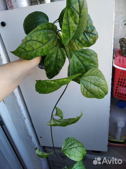 Клародендрум