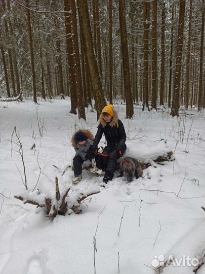 Передержка животных