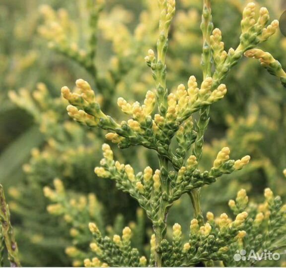 Туя западная Ауреоспиката или золотистокончиковая