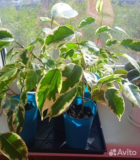 Фиалка, фикус Бенджамина, перец декор-ый, Герань