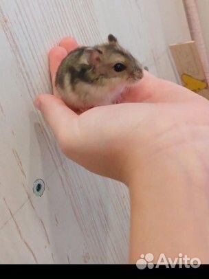 Джунгарский хомяк