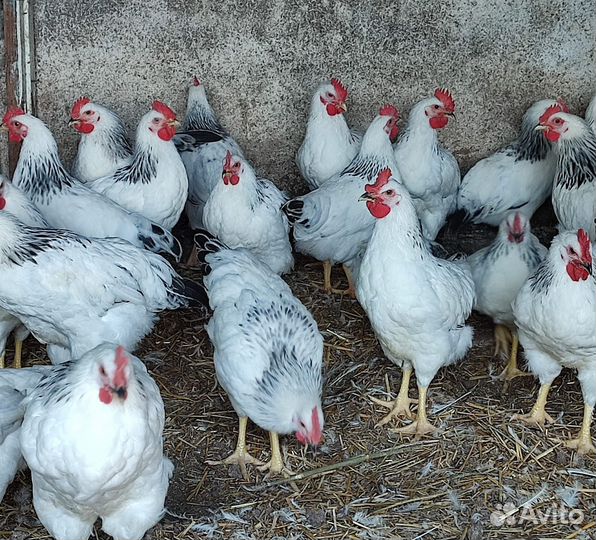 Продам петушков
