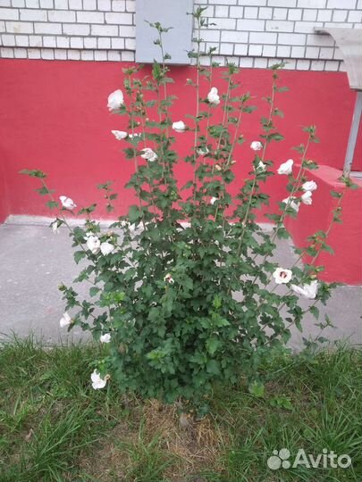 Саженцы белого гибискуса