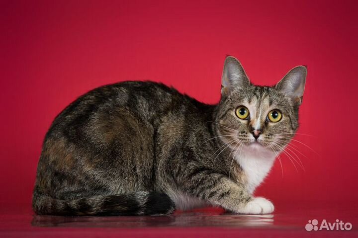 Юная мраморная трехцветная кошечка Мирабэлль в дар