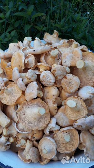 Свежие грибы лисички