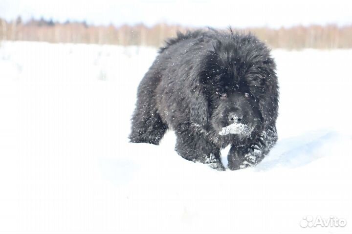 Тибетский мастиф