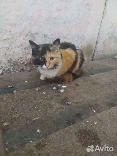 Отдам бесплатно животные