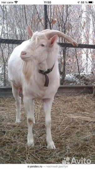 Козлята и Козы