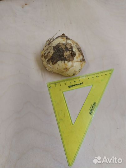 Рябчик императорский жёлтый