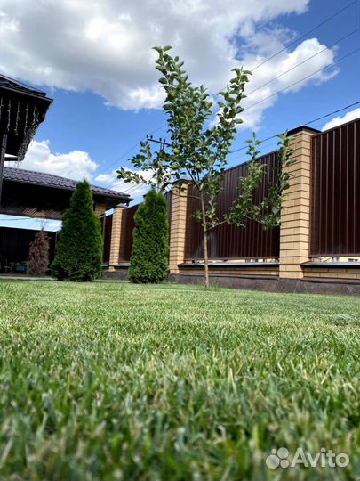 Автоматический полив, газон посевной, рулонный