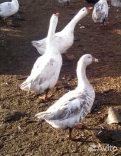 Гуси породы линда
