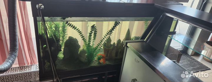 Аквариум 370л с рыбками