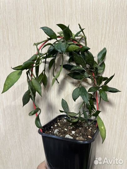 Хойя Лакуноза Блек Квин