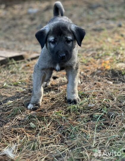 Турецкий кангал продам