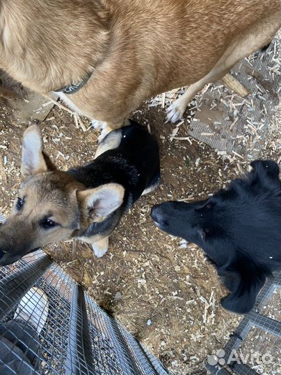 Собака девочка