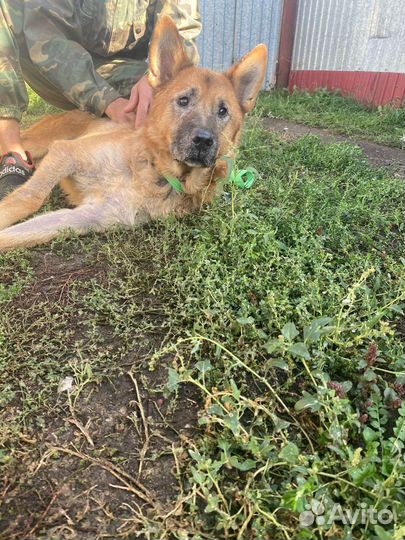 Собака ищет дом