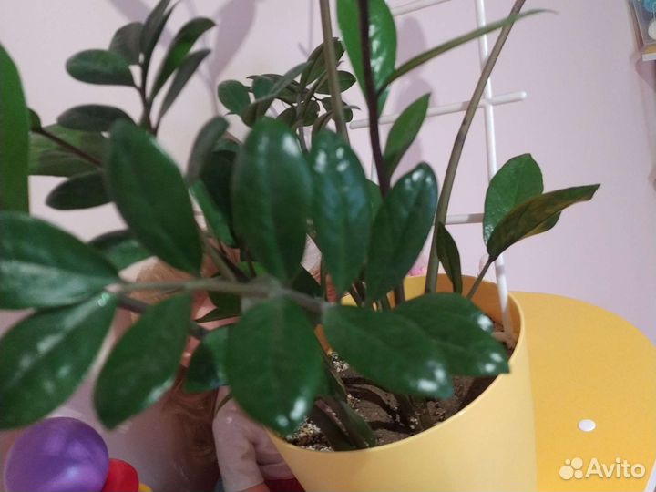 Замиокулькас растение комнатное