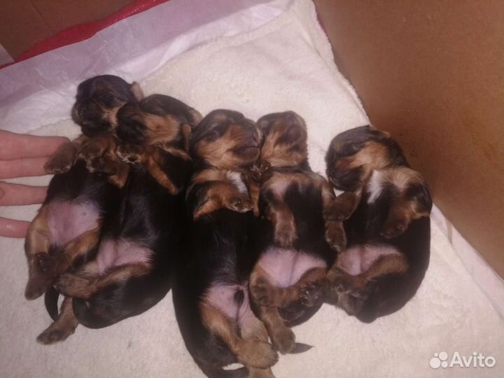 Щенки йорка