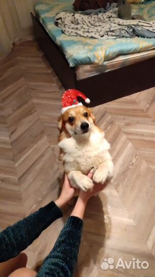Вязка корги
