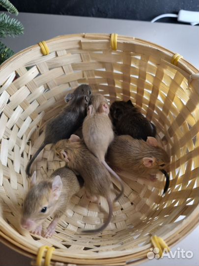 Чилийская белка дегу