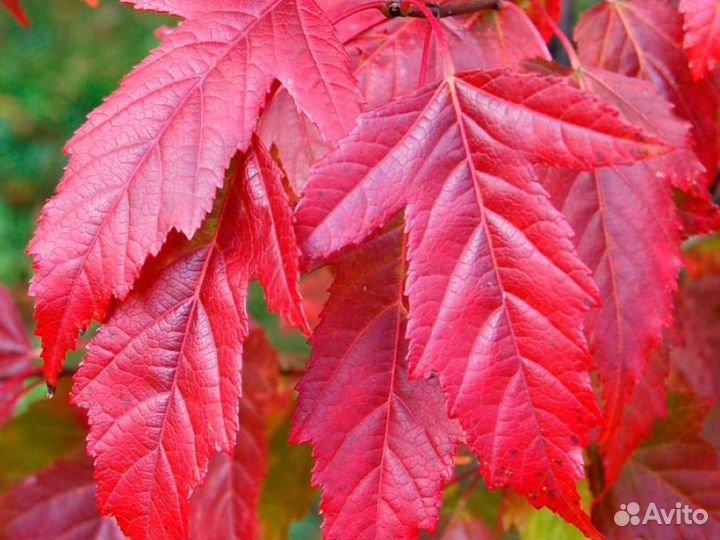 Клен приречный Гиннала (С10) (120-150)