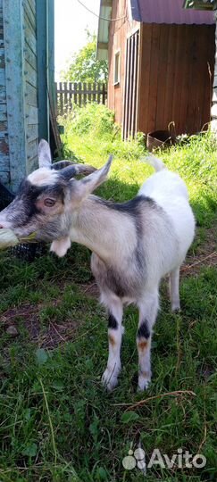 Коза, козёл
