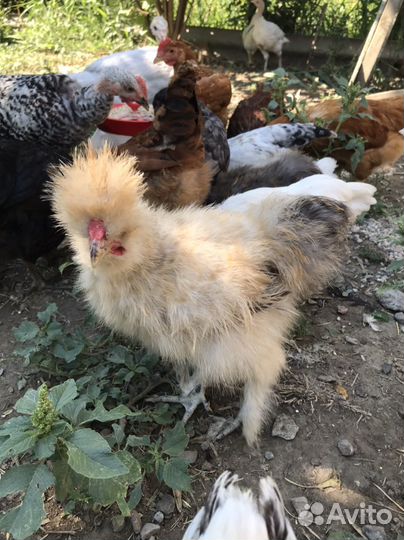 Куры молодки