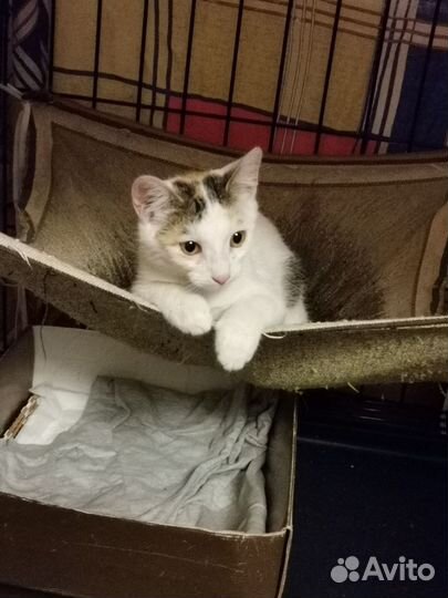 Котенок девочка