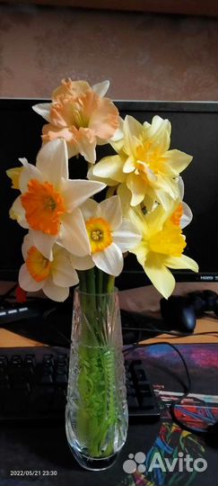 Нарциссы