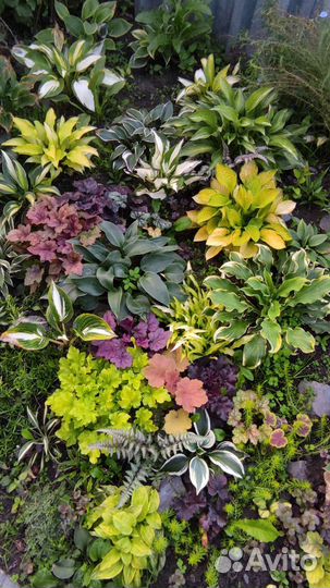 Хосты, гейхера,многолетники