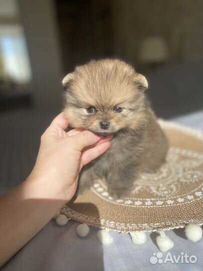 Щенки шпица