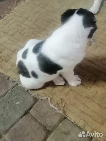 Среднеазиатская овчарка алабай щенки