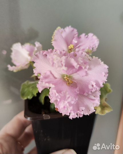 Цветущие стартеры фиалок