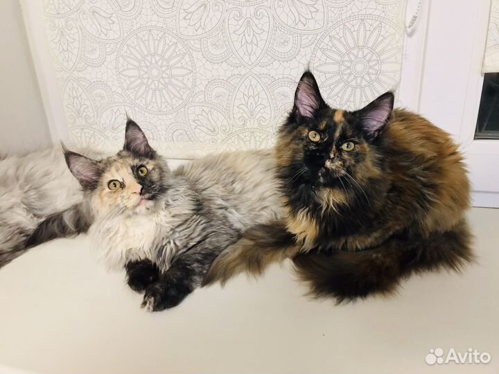 Мейн-куняшка