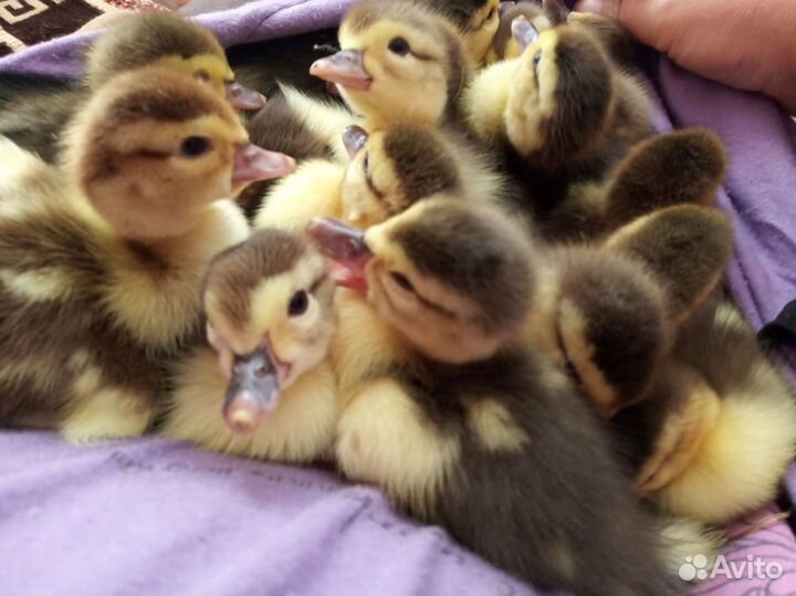 Цыплята и яйцо бройлера