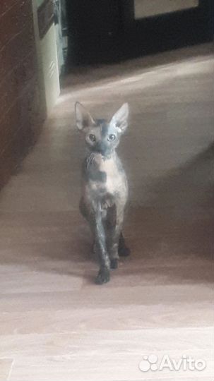 Канадский сфинкс