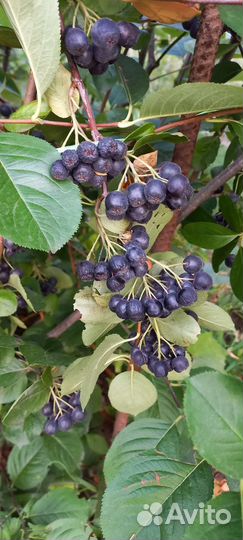 Черноплодная рябина Арония