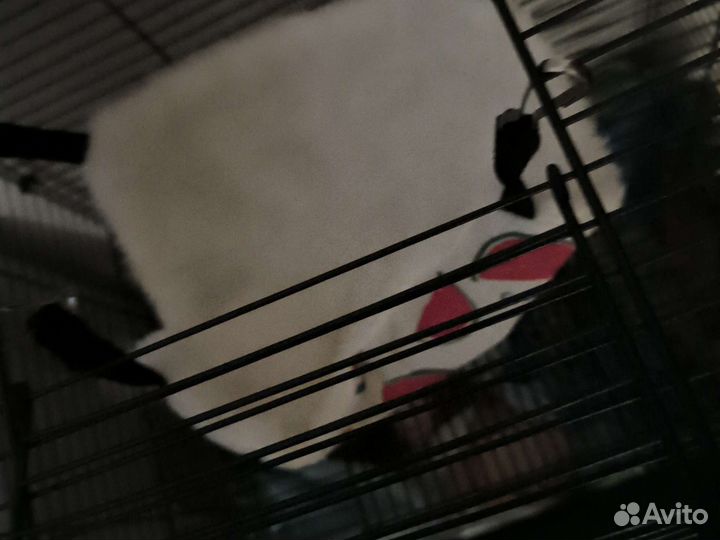 Вещи для хомяка в клетку