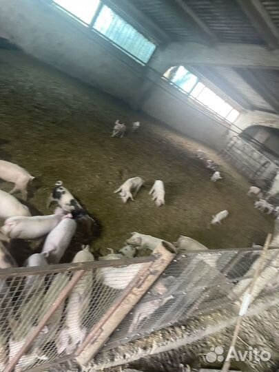 Поросята/ландрас с крупной белой