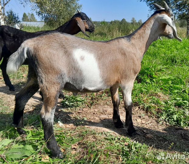 Козлик нубийский