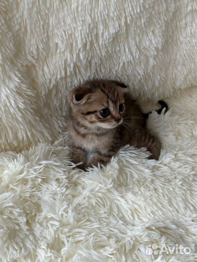 Шотландские котята