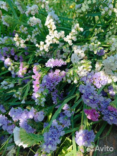 Статица сухоцвет