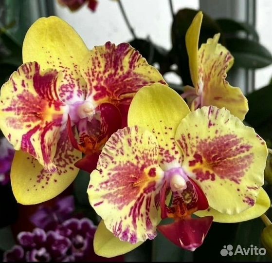 Орхидея фаленопсис