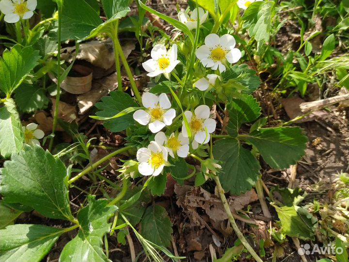 Клематис ароматный, мелкоцветковый