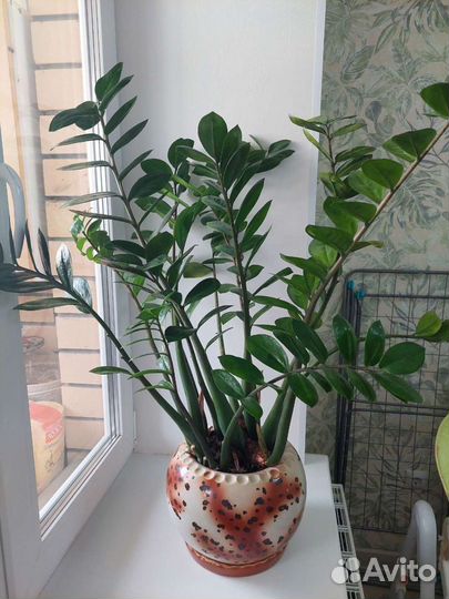 Замиокулькас