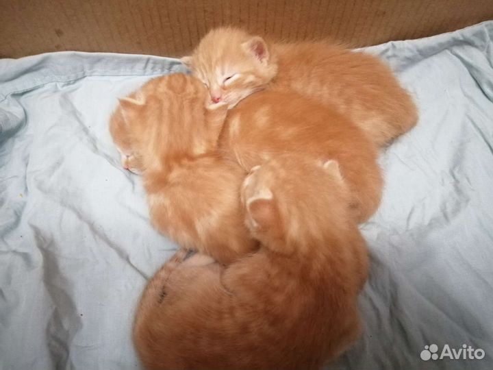 Котята рыжинькие