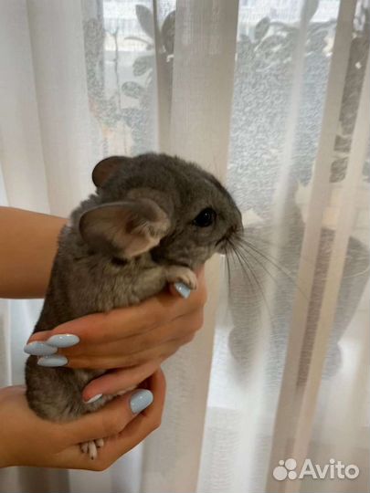 Шиншилла
