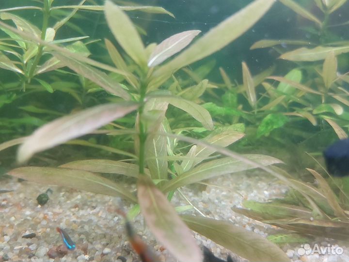 Растения аквариумные Собственного разведения