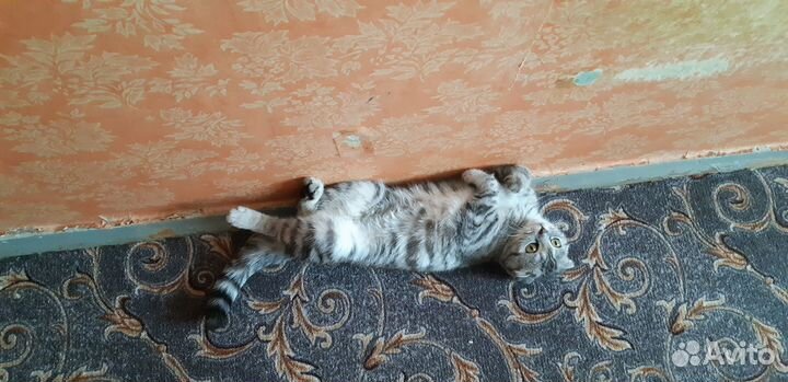 Отдам бесплатно