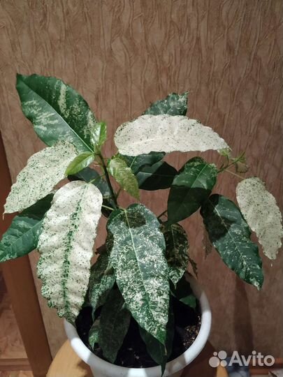 Фикусы сортовые